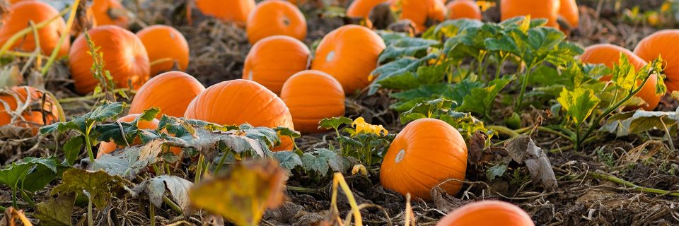 İYİ TARIM MAHSULÜ