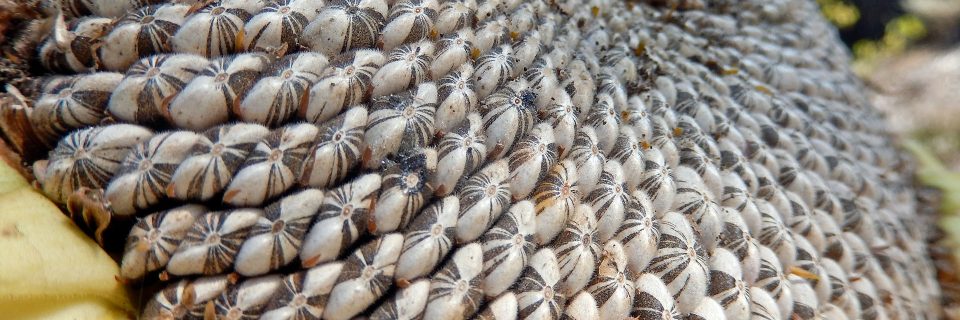 İYİ TARIM MAHSULÜ